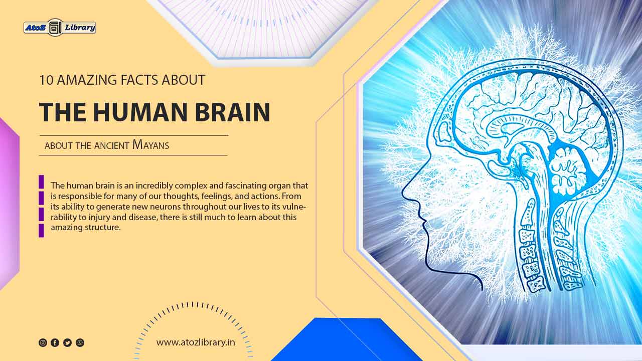 facts about the human brain