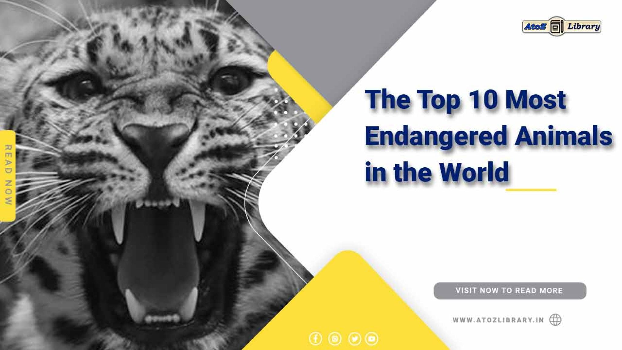 Learn About Endangered Animals Protect Our Wildlife AtoZ