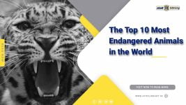 Endangered Animals